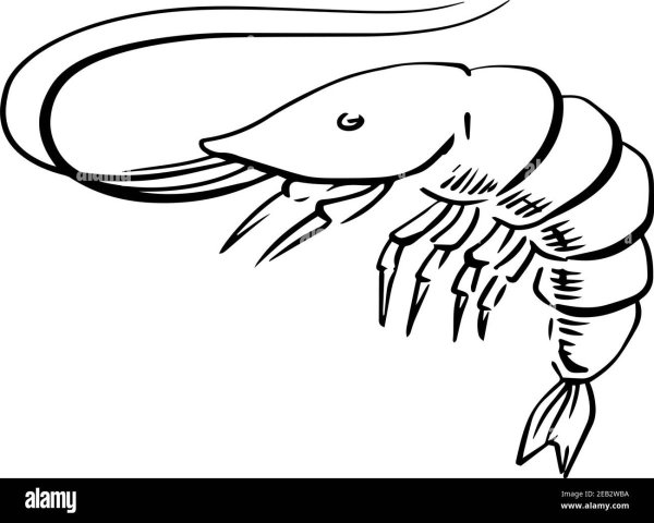 Креветка Графика