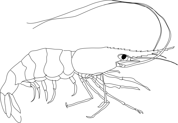 Креветка чёрно белая