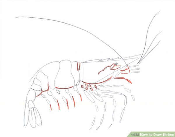 Татуировка креветки эскиз