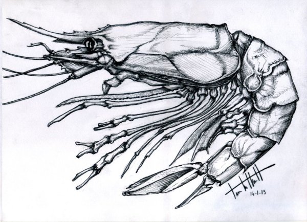 Креветка для срисовки