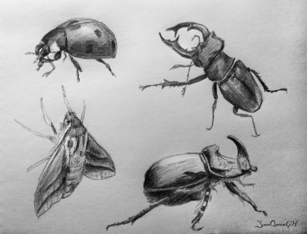 Муха рисунок