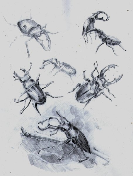 Муравей карандашом