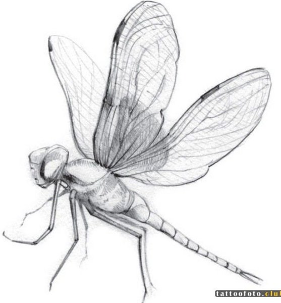 Нарисовать кузнечика карандашом