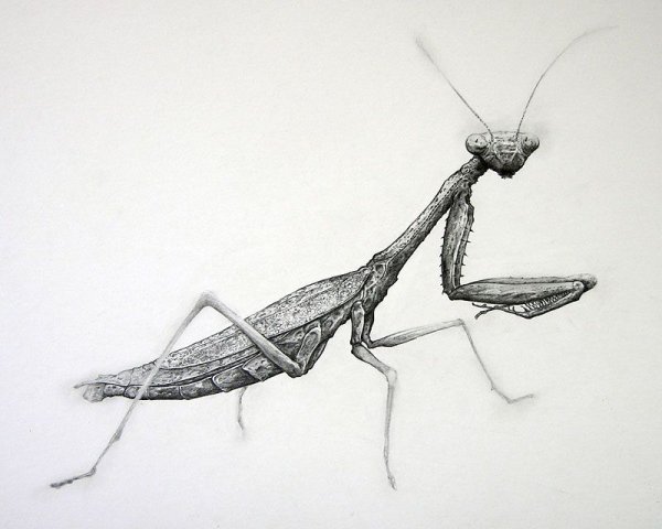 3д рисунки насекомых