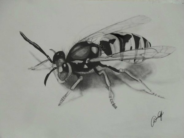 Стрекоза рисунок