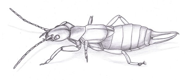 Насекомые рисунок карандашом