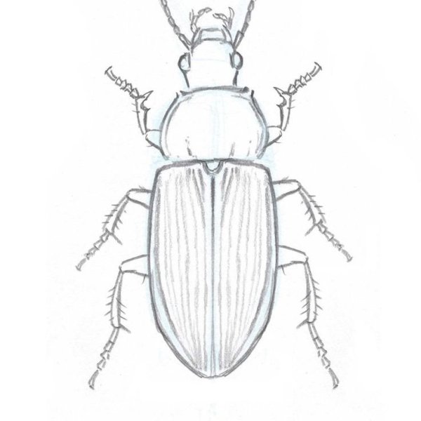 Стрекоза карандашом