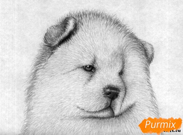 Чау чау рисунок карандашом