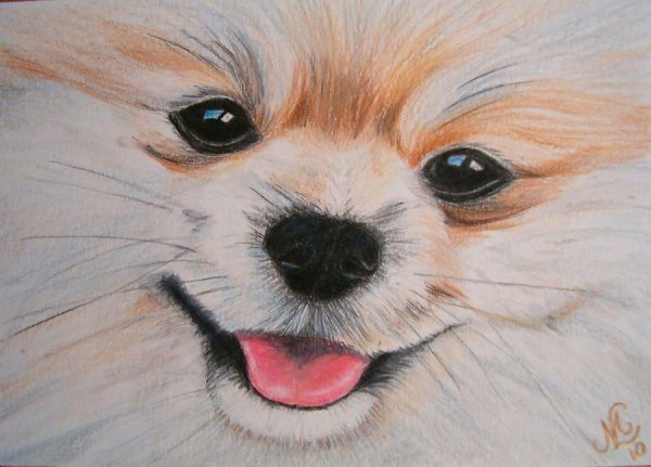 Зарисовка померанского шпица