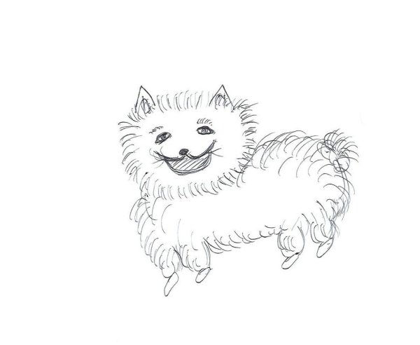 Раскраска шпиц