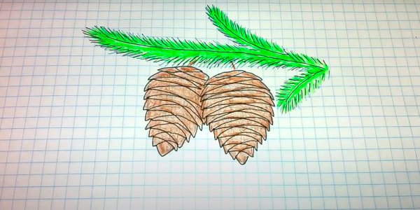 Шишки раскраска для малышей