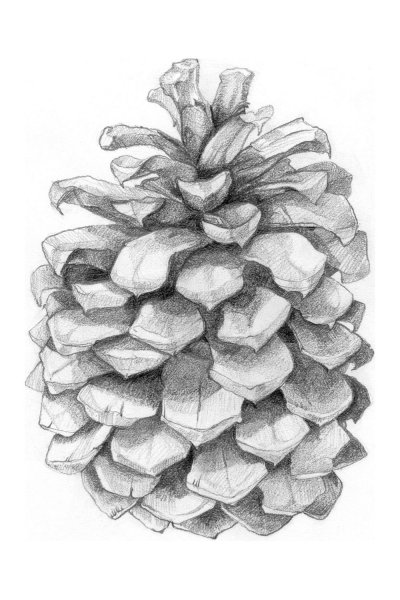 Зарисовка ветки сосны