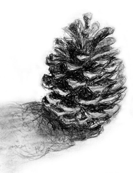 Шишка эскиз в карандаше