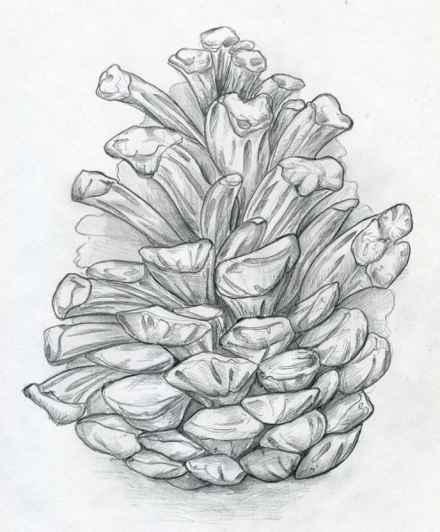 Рисунок шишки сосны