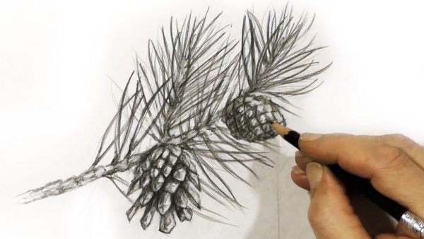 Кедровая шишка гравюра