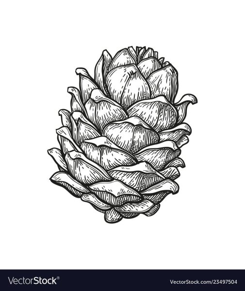 Кедровая шишка карандашом