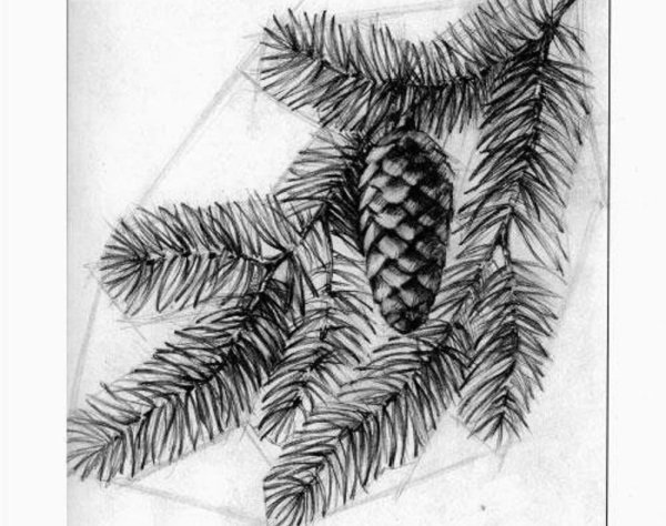 Поэтапный рисунок шишки