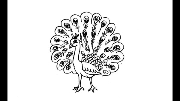 As proud as a Peacock picture for Kids