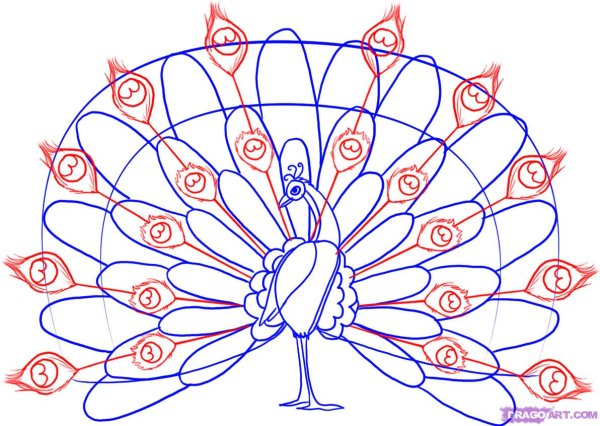 Рисунок павлина