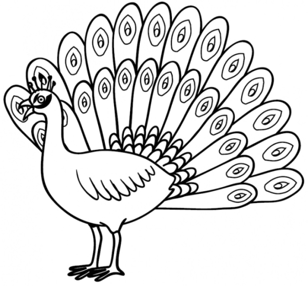 Тату эскиз Павлин хвост