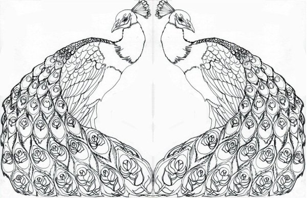 Пошаговое рисование павлина