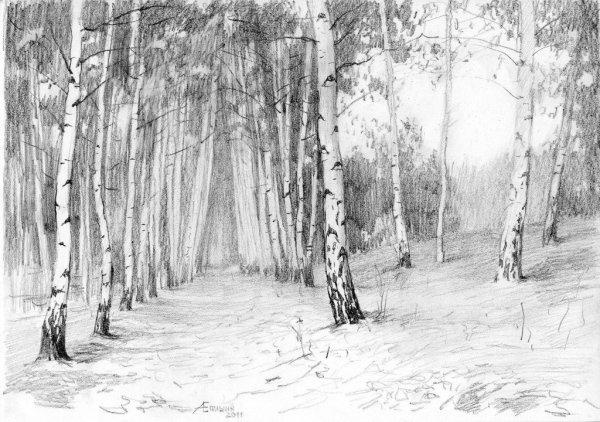 Лес карандашом для начинающих