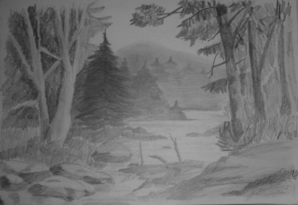 Лес простым карандашом
