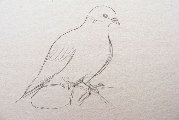 Голубь рисунок карандашом