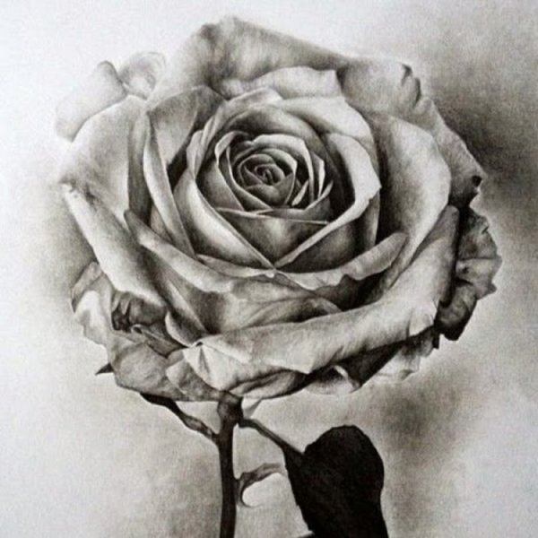 Роза карандашом