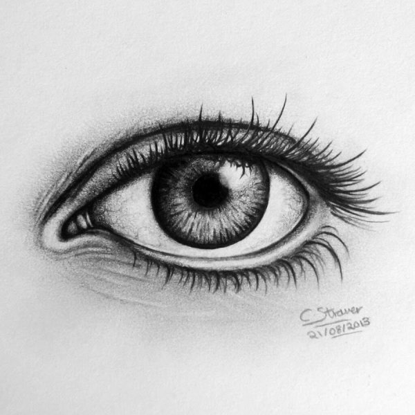 Львица эскиз