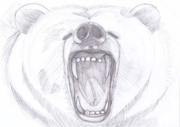 Медведь рисунок детский карандашом