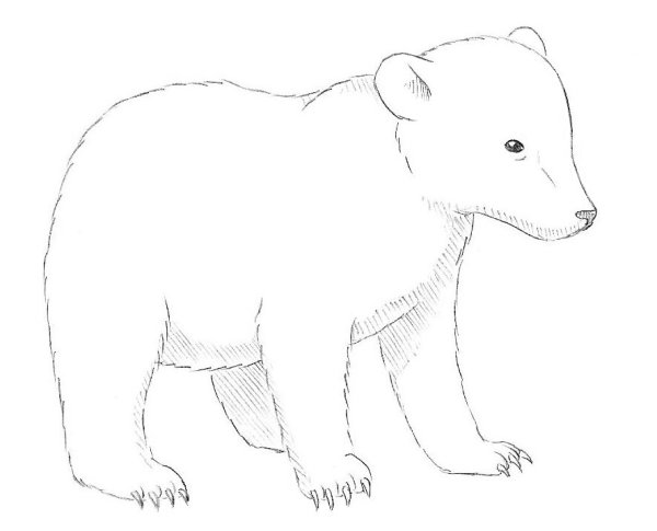 Рисунок медведя легкий для срисовки