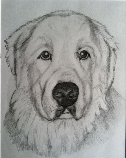 Среднеазиатская овчарка нарисовать