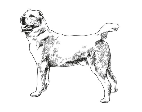 Среднеазиатская овчарка алабай рисунки