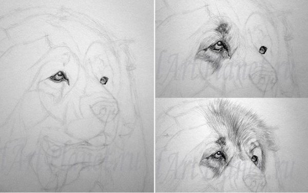 Кавказская овчарка карандашом