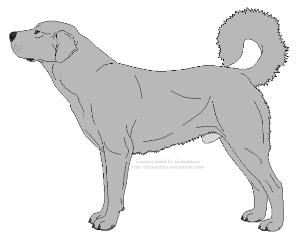 Среднеазиатская овчарка