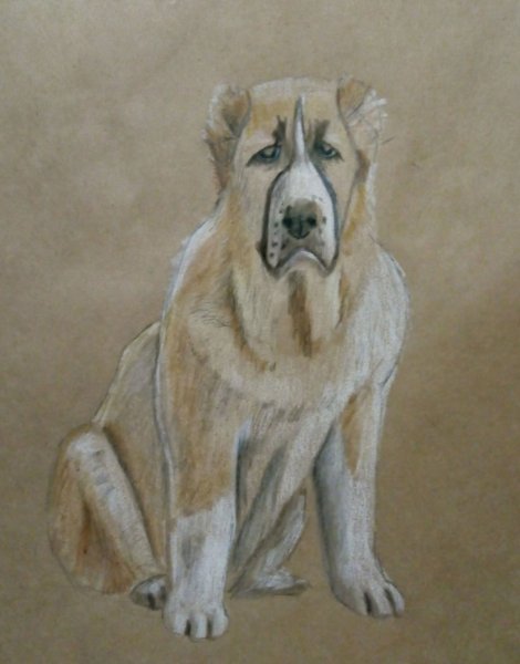 Среднеазиатская овчарка алабай рисунки