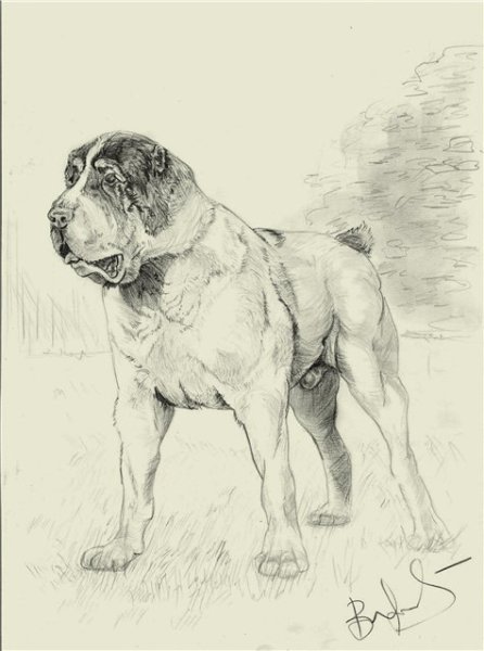 Среднеазиатская овчарка алабай рисунки