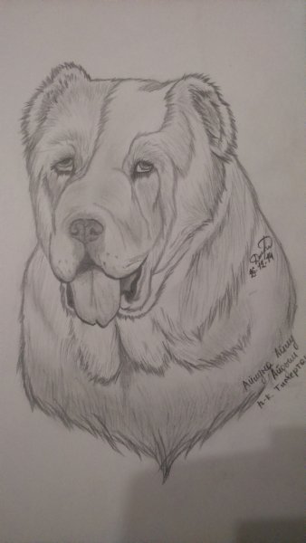 Тибетский мастиф