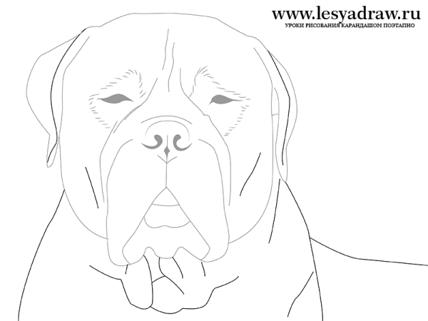 Среднеазиатская овчарка