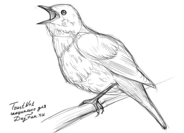 Соловей карандашом