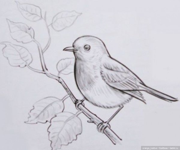 Птица на ветке рисунок карандашом