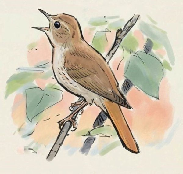 Нарисовать соловья