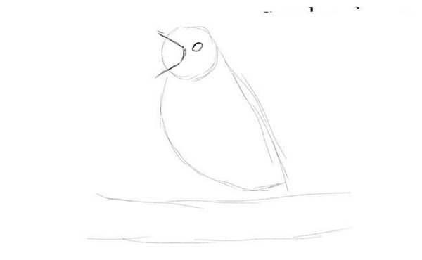 Соловей рисунок карандашом