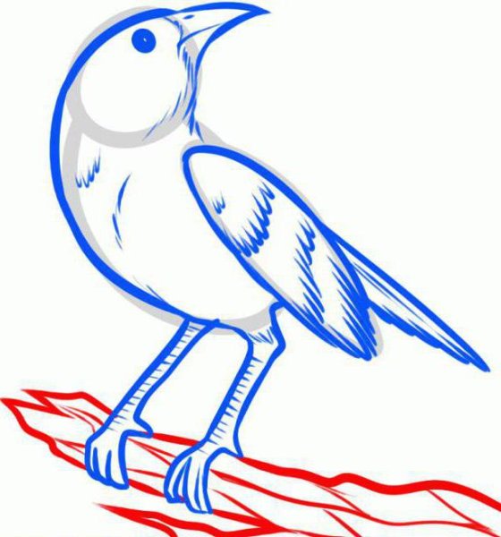 Жаворонок рисунок карандашом