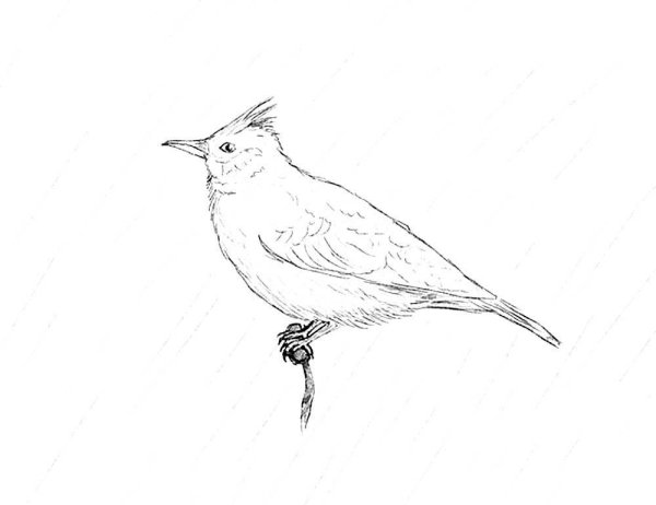 Жаворонок рисунок