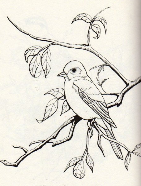 Птица карандашом