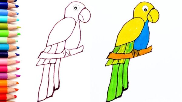 Рисование попугая для детей