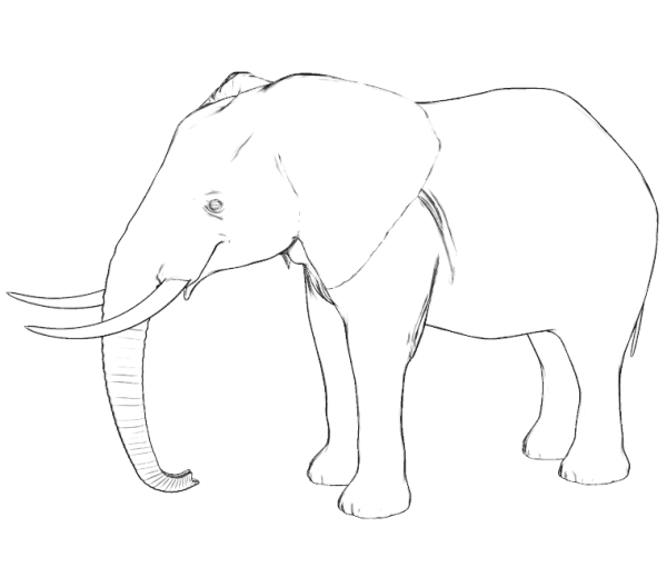 Рисунок слона карандашом для срисовки