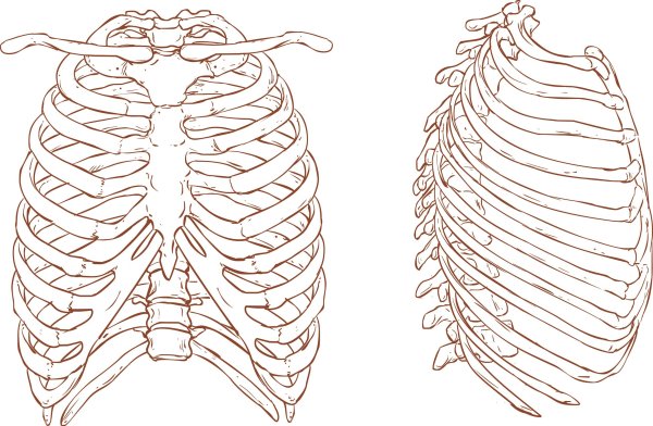 Скелет грудной клетки Грудина